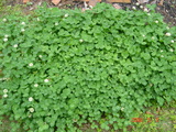 439d6c05.JPG