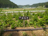 P5312321