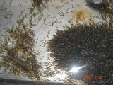 稚魚