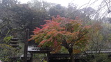 IMGP3442