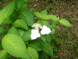 DSC00103
