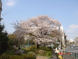 ２８桜