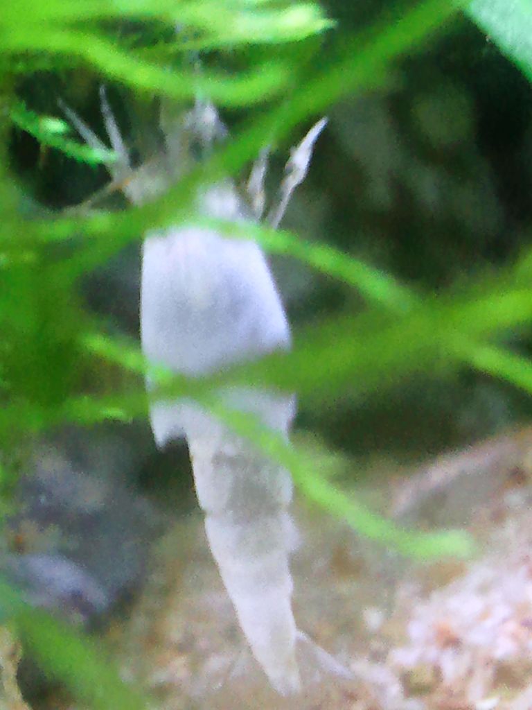 風の谷のナウシカ 王蟲の抜け殻 ａｌｌ ｂｌｕｅ コリドラスとアピストと水草