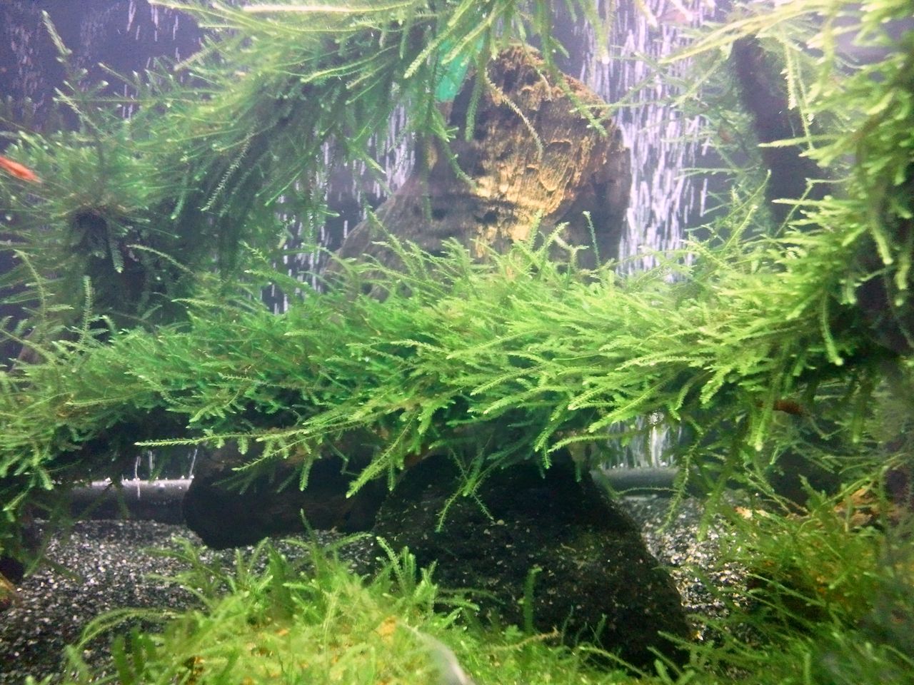 レイアウト変更 第２弾 補足 とトリミングと底床レポ ａｌｌ ｂｌｕｅ コリドラスとアピストと水草