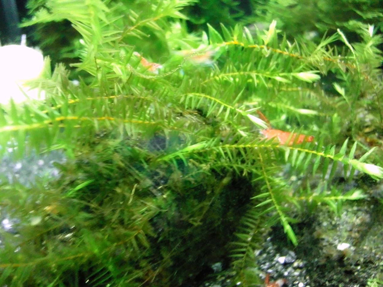 通称 モスの森 水槽の様子 all blue コリドラスとアピストと水草 通称 モスの森 水槽の様子 all blue コリドラスとアピストと水草