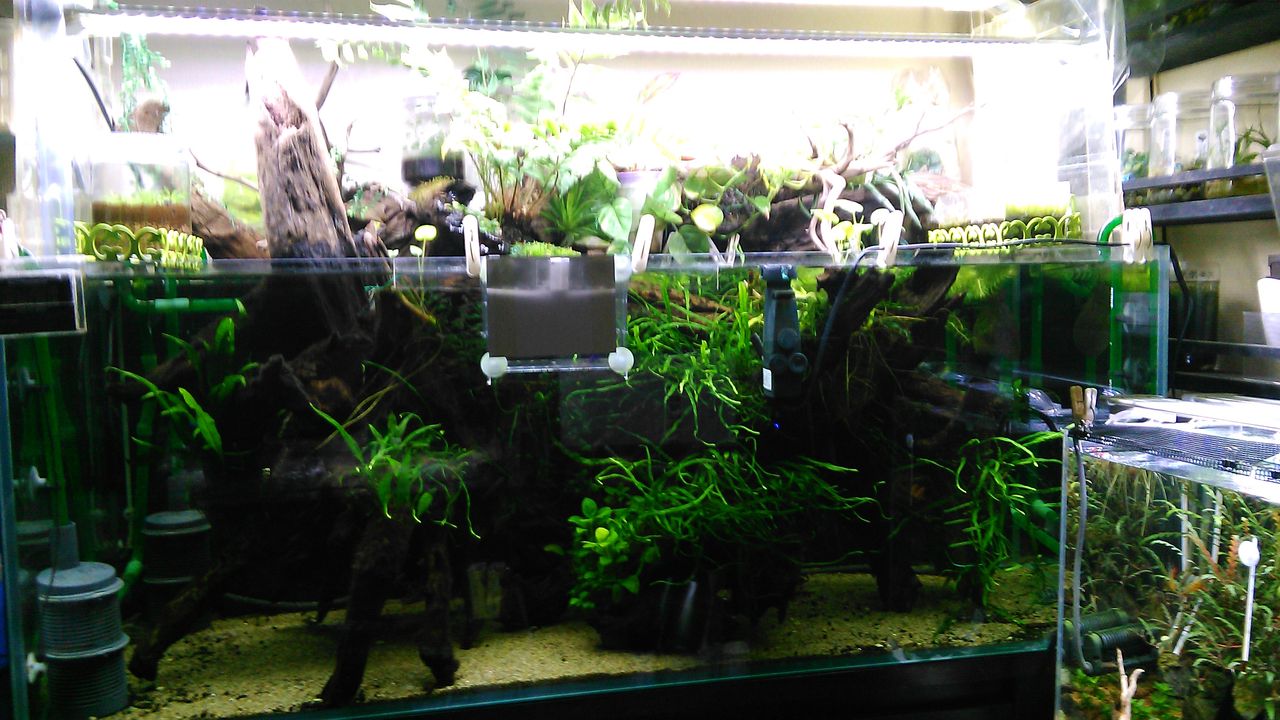 砂入れ替えるだけでも ａｌｌ ｂｌｕｅ コリドラスとアピストと水草