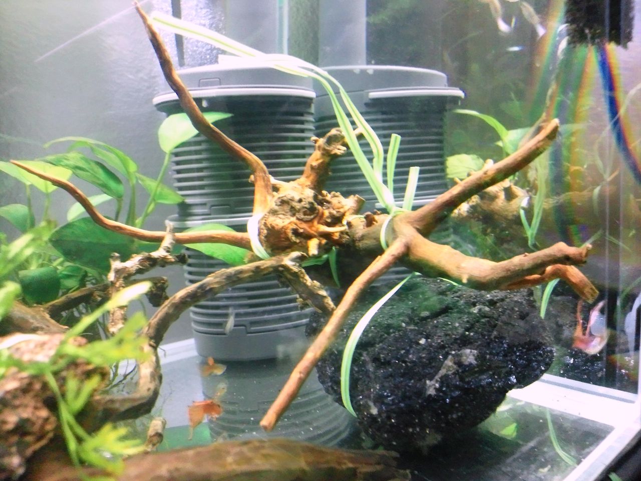 衝動買いの末の 白いモヤモヤ ａｌｌ ｂｌｕｅ コリドラスとアピストと水草