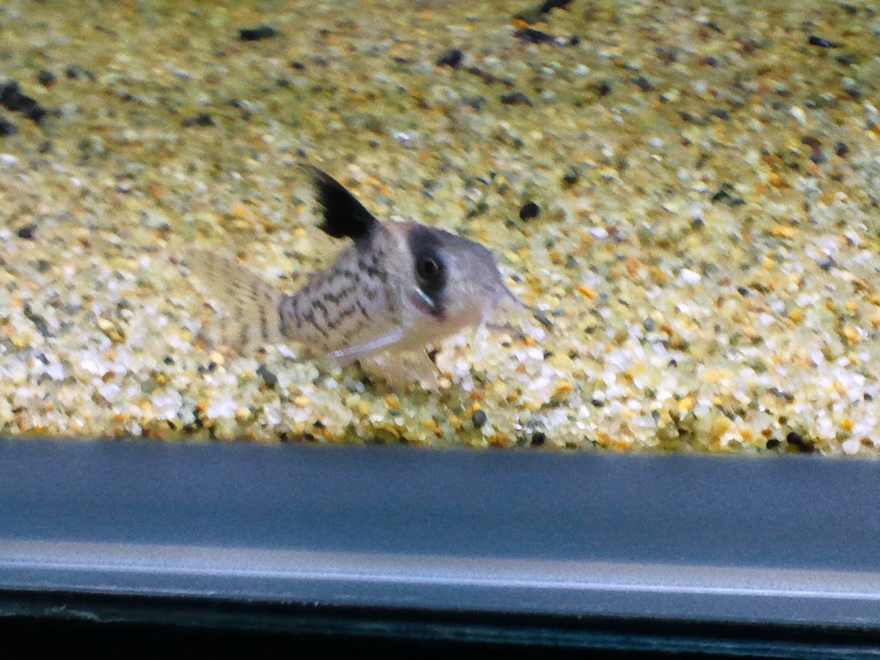 ルーキーが１２０ｃｍ本水槽に合流 ａｌｌ ｂｌｕｅ コリドラスとアピストと水草