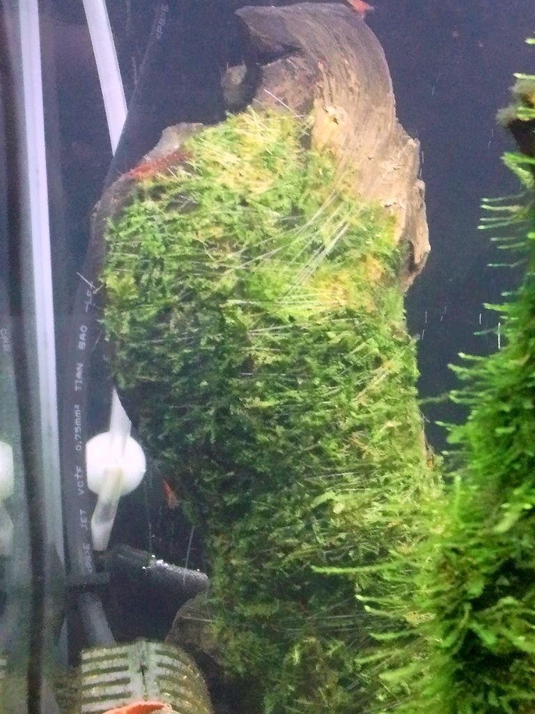 ウィローモスと比較して ａｌｌ ｂｌｕｅ コリドラスとアピストと水草