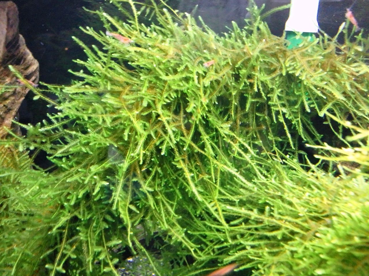 通称 モスの森 水槽の様子 all blue コリドラスとアピストと水草 通称 モスの森 水槽の様子 all blue コリドラスとアピストと水草