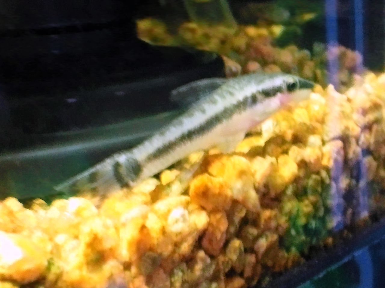 all blue コリドラスとアピストと水草 オトシンクルス all blue コリドラスとアピストと水草 オトシンクルス