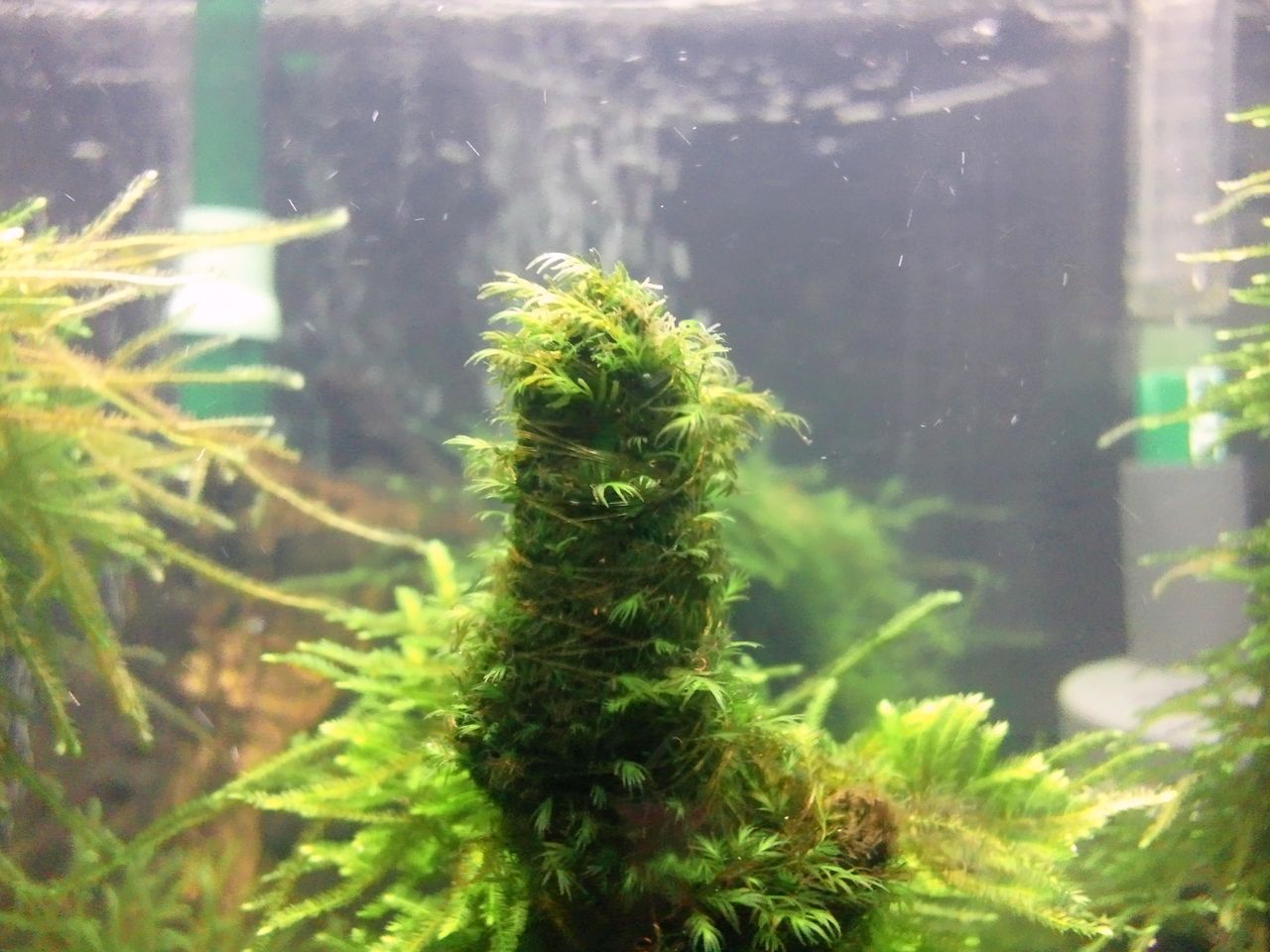 レイアウト変更 第２弾 補足 とトリミングと底床レポ ａｌｌ ｂｌｕｅ コリドラスとアピストと水草