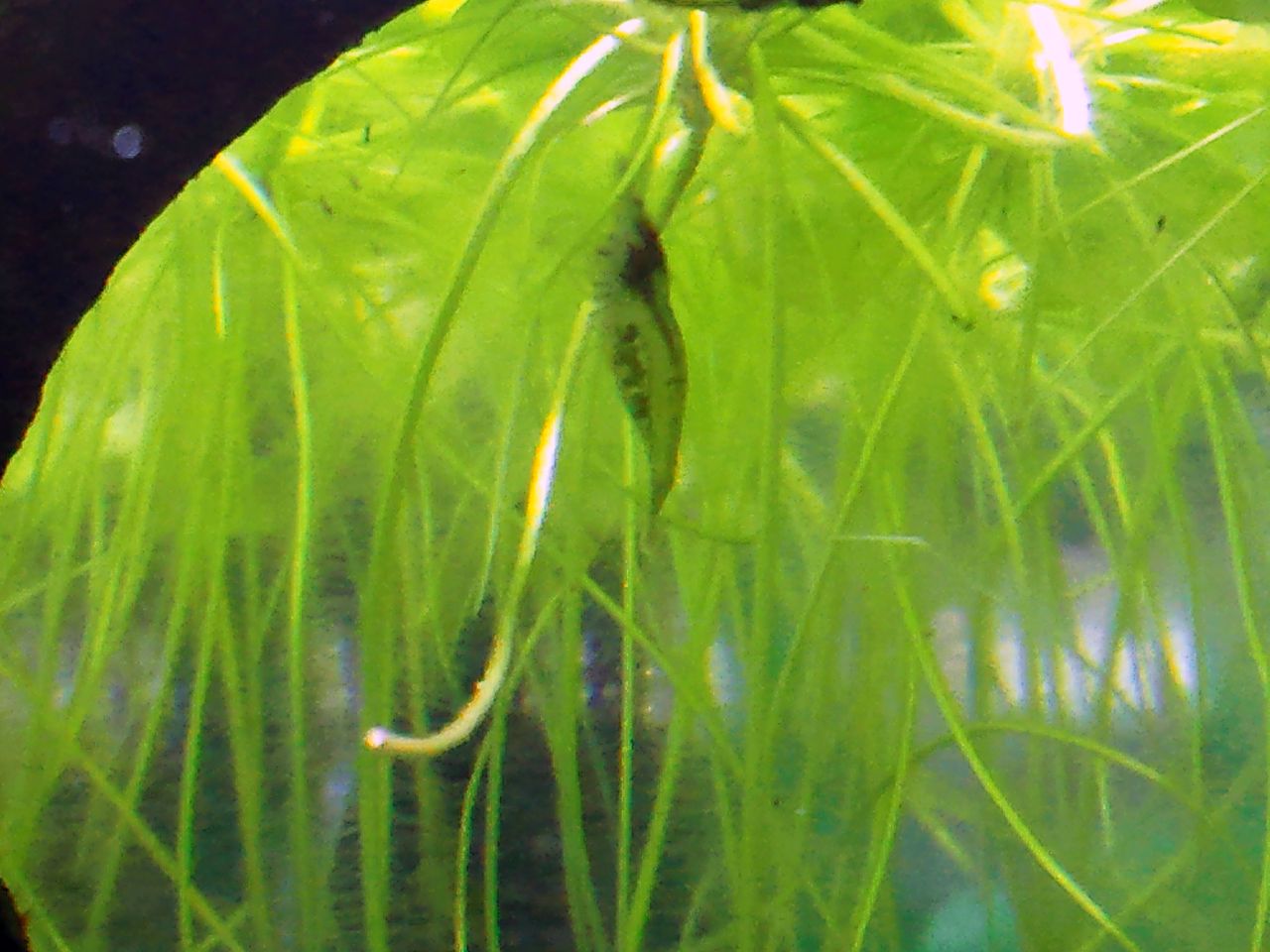 抱卵シュリンプ経過とアレに動きが ａｌｌ ｂｌｕｅ コリドラスとアピストと水草