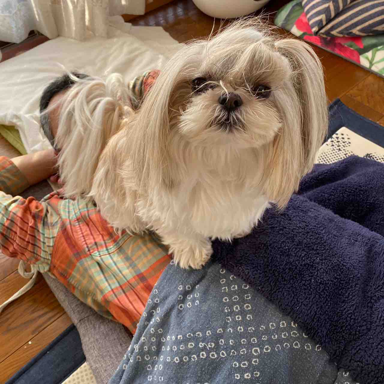 寝たフリ ふーちゃんと菜種の夢日記