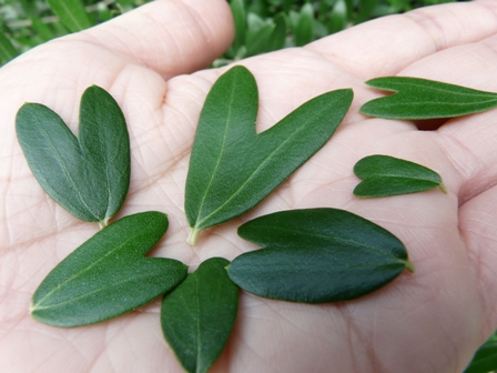 ハートがいっぱい 小豆島に集まれ たくさんの笑顔たち