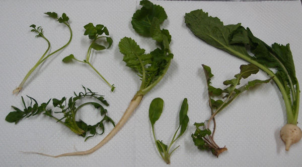 せりなずな 御形はこべら 小豆島に集まれ たくさんの笑顔たち