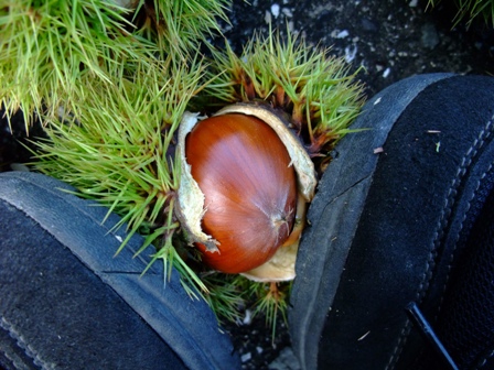 イガグリ足剥き選手権 小豆島に集まれ たくさんの笑顔たち