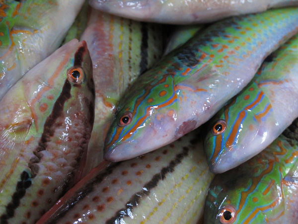 熱帯魚 小豆島に集まれ たくさんの笑顔たち