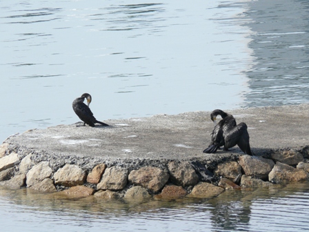 鵜の川　おまとめ 海鵜？川鵜？ : 小豆島に集まれ！たくさんの笑顔たち