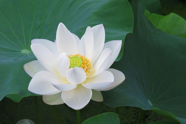 高貴な花 小豆島に集まれ たくさんの笑顔たち