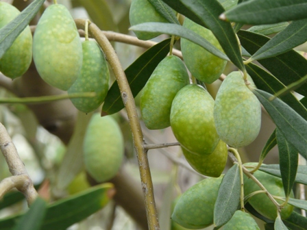 み～んなオリーブ : 小豆島に集まれ！たくさんの笑顔たち 小豆島産