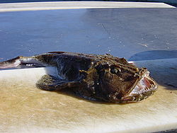 神秘の深海魚 神秘の深海魚