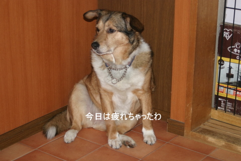 心のままに 犬と猫の お座り 心のままに 犬と猫の お座り