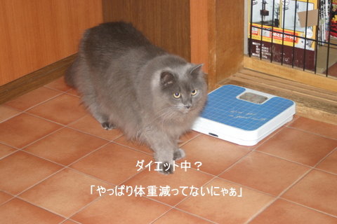 心のままに 犬と猫の お座り 心のままに 犬と猫の お座り