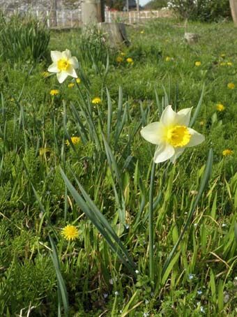 トムヤム花見弁当03