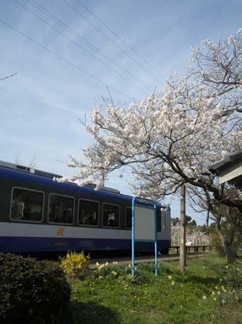 トムヤム花見弁当02
