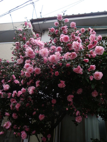 DSC05212