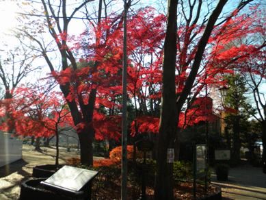 157井の頭 023○ちゆ木小