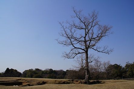 DSC06240○
