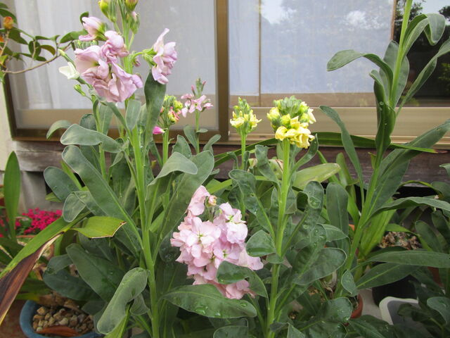 種まきストックが咲いた 小さな庭のガーデニング日記