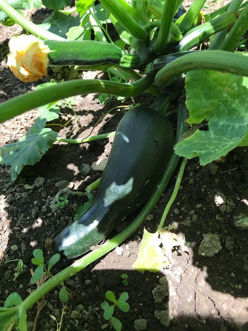 104102817_605629203720172_466992636959907922_n