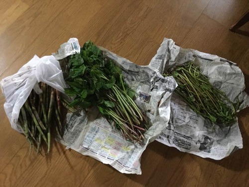 18700030_1168186519975380_5366801343344026256_n