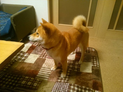 12439367_836389106488458_4969391822480406016_n