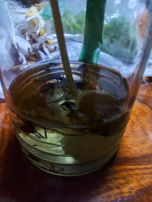 IMG_20241120_195351~2