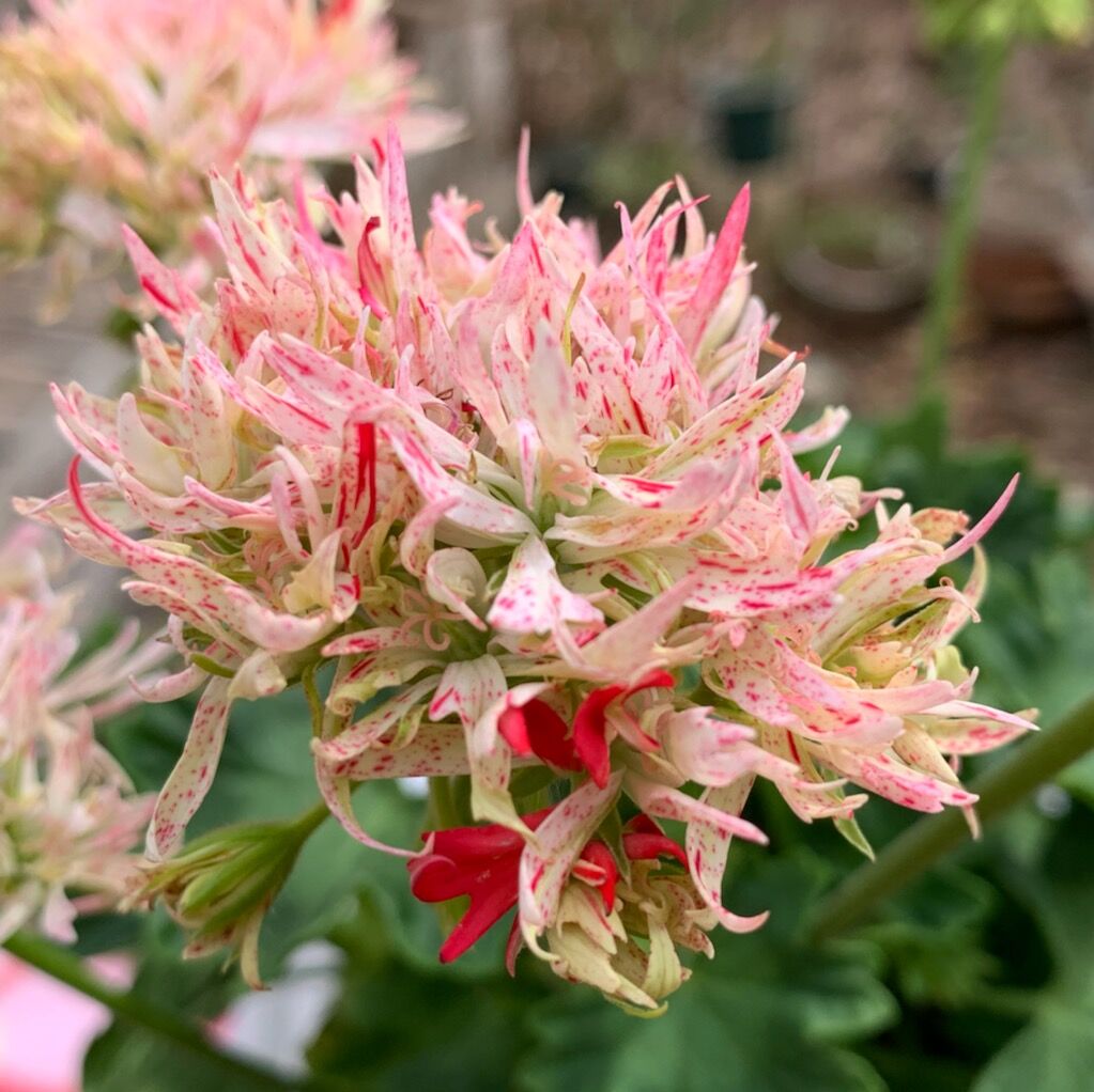 新入りのお花たち Boomamaの日々 新入りのお花たち Boomamaの日々