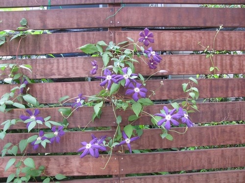 クレマチス ビチセラ系 Boomamaの日々