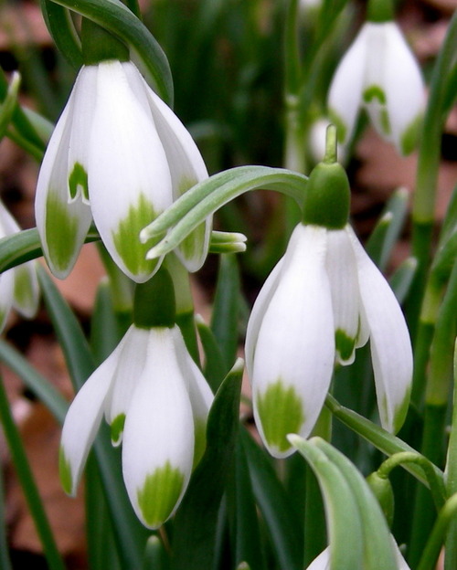 galanthus-nivalis-viridiapice-001