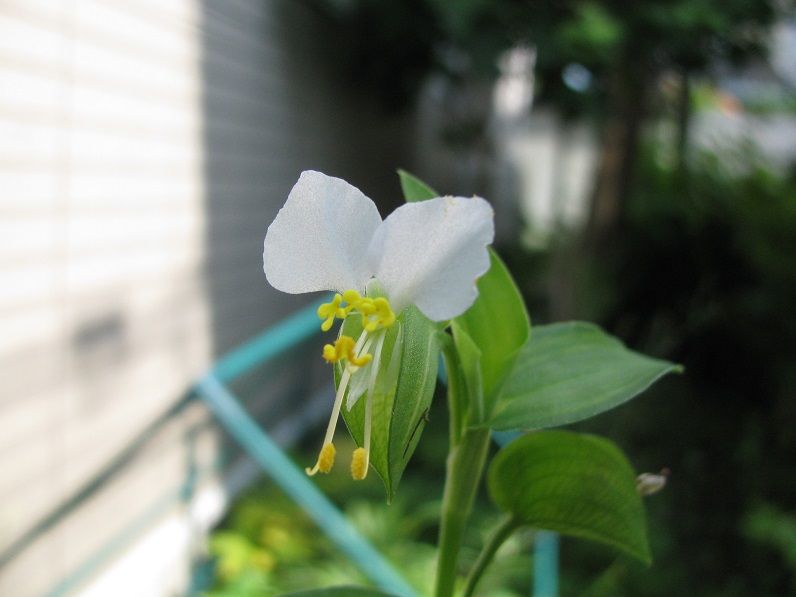 Boomamaの日々 斑入り白花ツユクサ