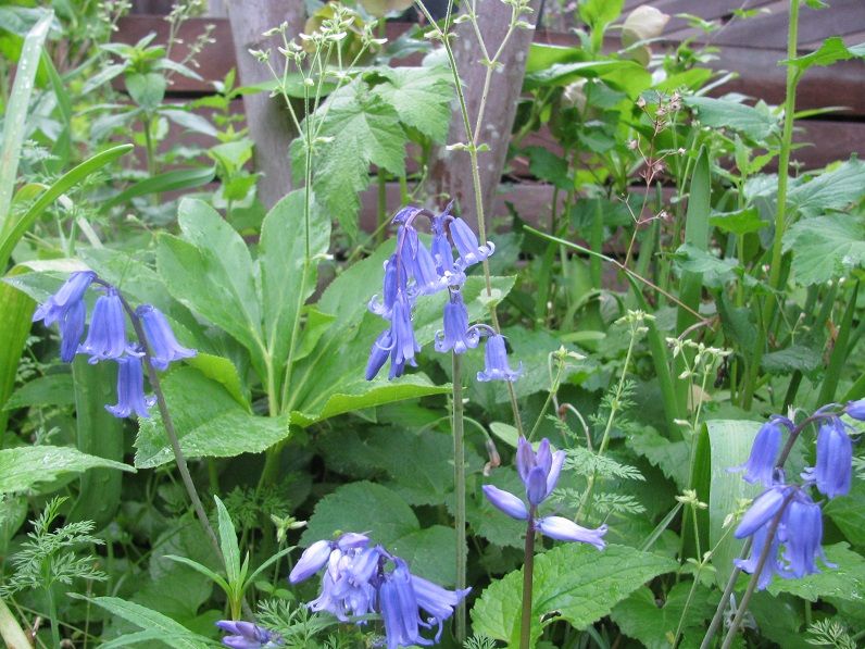 イングリッシュとスパニッシュ Boomamaの日々 イングリッシュとスパニッシュ Boomamaの日々