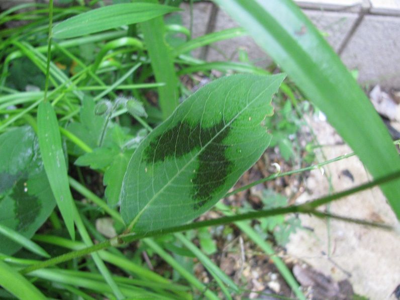 Boomamaの日々 ミズヒキ 3種