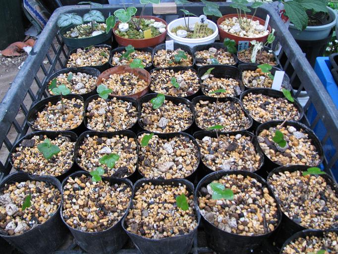 Boomamaの日々 早速 植え替え作業 雪割草