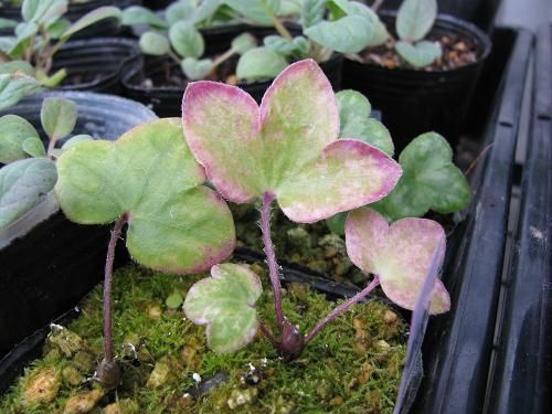 Boomamaの日々 嬉しいお土産 斑入り雪割草