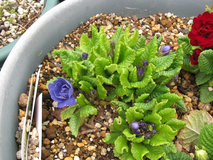 Boomamaの日々 ダブルプリムローズ ベラリーナシリーズ 他