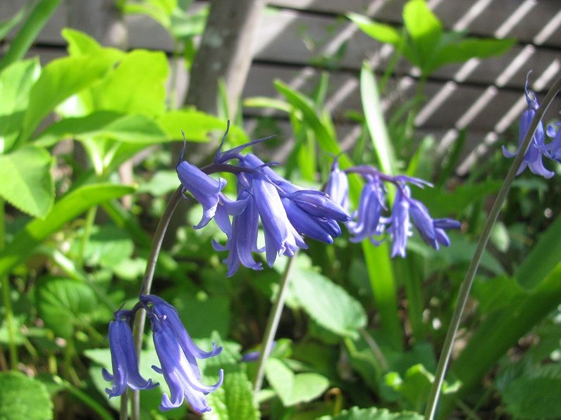 Boomamaの日々 Hyacinthoides Non Scripta Wavertree 再び