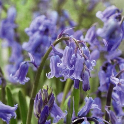 Boomamaの日々 微妙なhyacinthoides Non Scripta