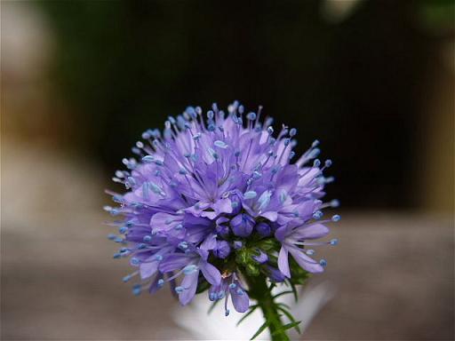 P5312037-2.jpg